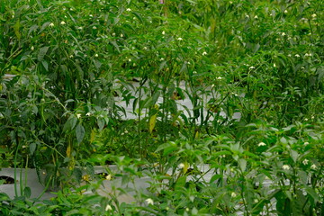Chili plantation on the mountain slopes. Lush green chilies in the garden.