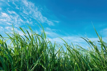 Obraz premium Verdant meadow and azure heavens