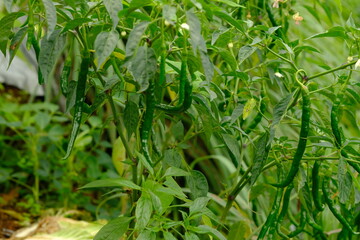 Chili plantation on the mountain slopes. Lush green chilies in the garden.