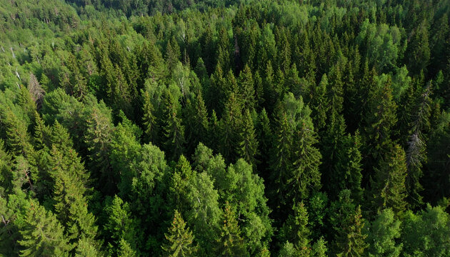Aerial view lush green forest.