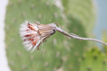 Senecio stapeliiformis 'Kilimanjaro' starzec © Perovskia