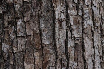 明治神宮前,大木の木目