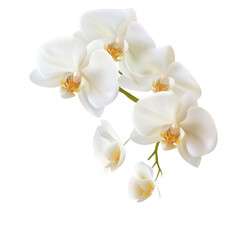 Elegant arrangement of white orchids with delicate petals on a transparent background