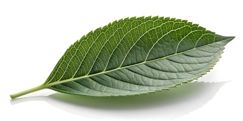 Obraz premium Single green leaf with serrated edges and prominent veins on a white background