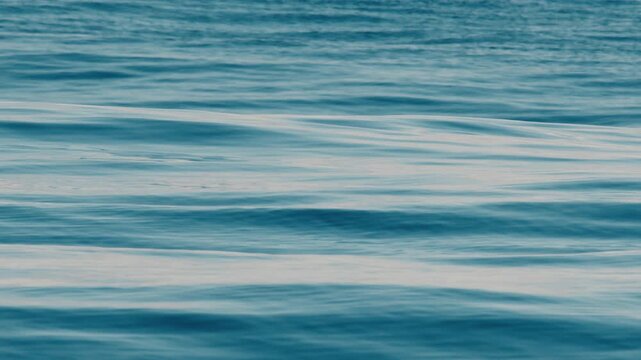 Big ocean swell. Waves roll in the open calm and windless sea