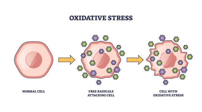 Oxidative stress shows a normal cell, free radicals attacking, and resulting cell damage. Key objects, cell, free radicals, arrows. Outline diagram