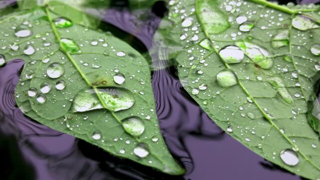 footage of water droplets on leaves floating in a calm fish pond