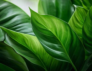 Fototapeta premium Lush green leaves with prominent veins foliage plant