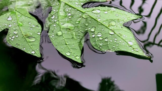 footage of water droplets on leaves floating in a calm fish pond