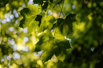 Green maple leaves on a green background in the forest. Shallow depth of field.