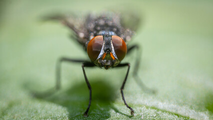 Extreme close-up of a housefly resting on a vibrant green leaf, showcasing its intricate features and compound eyes
