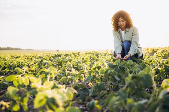 Young agronomist woman inspecting soybean plants in cultivated field - Powered by Adobe