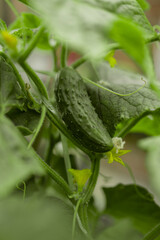 Home grown cucumber, vegetable summer garden