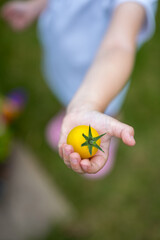 Child's hand holding a yellow cherry tomatoe