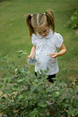 Little girl picking homegrown blueberries in the garden