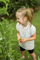 Little girl picking cherry tomato, home grown food