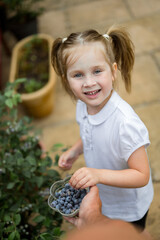Little girl picking homegrown blueberries in the garden