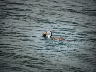  Pied Cormorant Fish In Mouth Goes Right