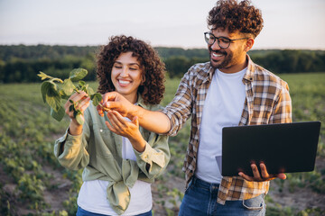 Agronomists examining soybean plant in cultivated field
