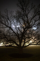 Silhouette of large tree illuminated by lights on a foggy night