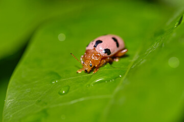 Close-up of ladybug on green leaf