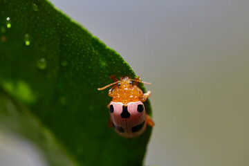 Close-up of ladybug on green leaf