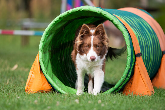 A brown and white Border Collie dog runs through a tunnel during