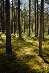 Sunlit Mossy Forest Floor in Pine Woodland