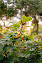 Red Currant berries ripening on bush with bokeh background