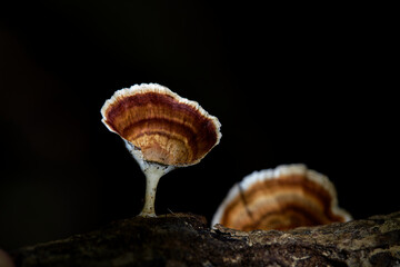Close-up of mushroom growing on tree trunk