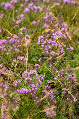 A bumblebee gathers nectar from blooming wild thyme