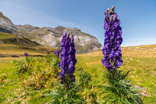 High mountain violet flowers, aconite or wolfsbane, Pyrenees