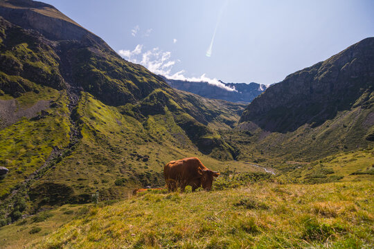 Cows eating grass grazing in high mountains Pyrenees