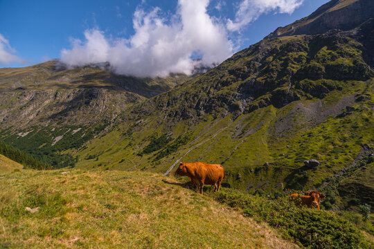 Brown cows grazing in high mountains Pyrenees