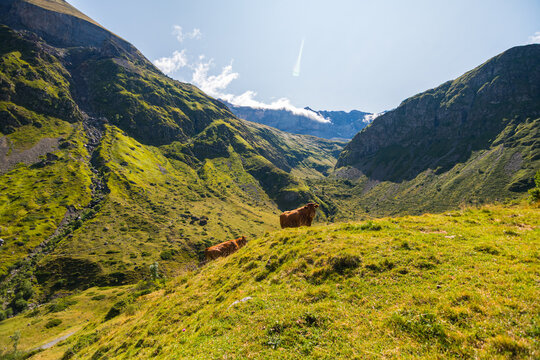Cows grazing in Green valley  high mountain Pyrenees