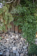 Stacked Firewood with Ivy and Pine in Garden Setting