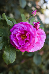 Close-Up of Blooming Pink Garden Rose with Buds