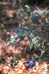 Wild Purple Thistle Flowers in Woodland Underbrush