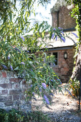 Purple Buddleia Flowers Beside Old Brick Garden Wall