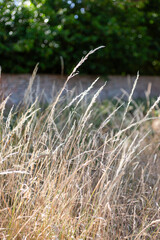 Obraz premium Tall Dry Grass in Late Summer Light with Garden Wall Background