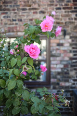 Blooming Pink Climbing Roses by Brick Cottage Window