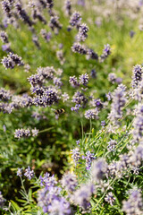 Bumblebee in Flight Over Blooming Lavender Field