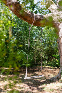 Wooden Tree Swing Hanging in Sunny Woodland Clearing