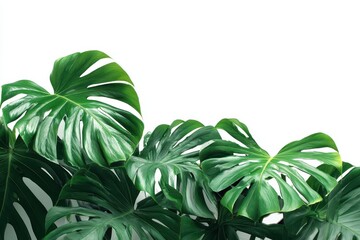 White background with green Monstera leaves