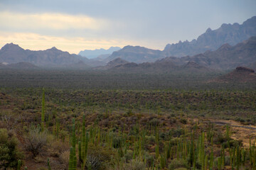 Semi-desert landscape in Baja California Sur, Mexico, North America
