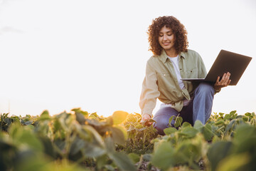 Young agronomist using laptop while inspecting crops in soybean field at sunset