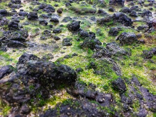 The moss-covered rock landscape creates a textured natural landscape
