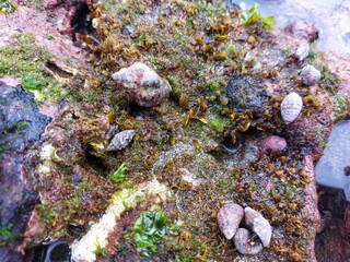 Close-up of small seashells clinging to moss-covered rocks on the shore
