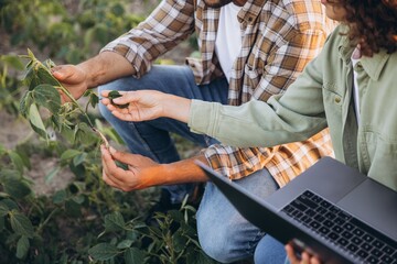 Agronomists examining soybean plant in cultivated field