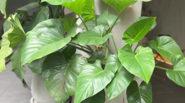 Philodendron giganteum leaves in close-up with glossy green texture and natural vein details
